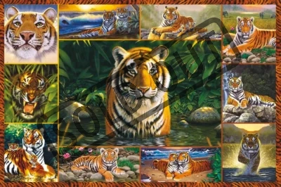 Puzzle RAVENSBURGER 5000 dílků - C.Hiett, Tygří svět