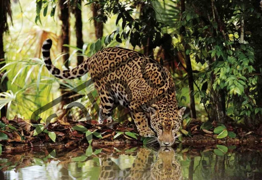CLEMENTONI Puzzle Leopard 2000 dílků