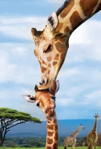 Puzzle Save Our Planet: Žirafy XL 250 dílků