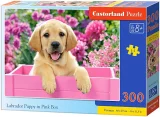 CASTORLAND Puzzle Labrador v růžovém boxu 300 dílků