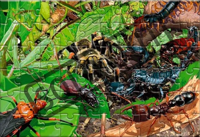 GALT Puzzle Brouci 3D 100 dílků