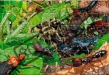 GALT Puzzle Brouci 3D 100 dílků