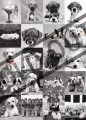 DINO Puzzle Psi - koláž 1500 dílků