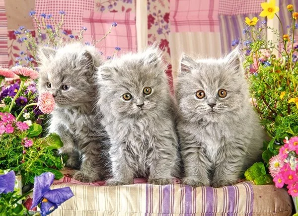 CASTORLAND Puzzle Tři šedivá koťata 300 dílků