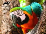 Puzzle s 3D efektem Prime 3D 48 dílků Animal Planet: Papoušek