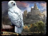 puzzle-harry-potter-hedvika-3d-500-dilku-144906.JPG