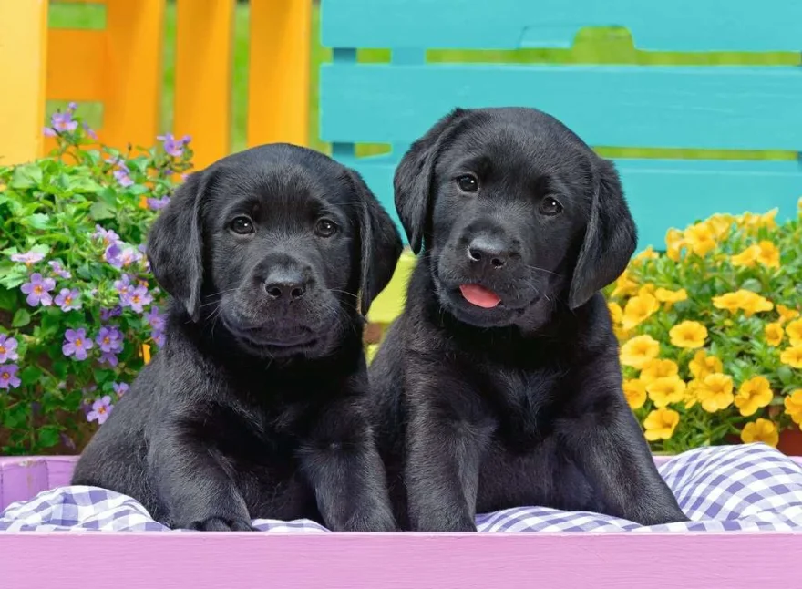 RAVENSBURGER Puzzle Černí labradoři XXL 300 dílků