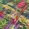 CHERRY PAZZI Puzzle Zahrada mých snů 1000 dílků