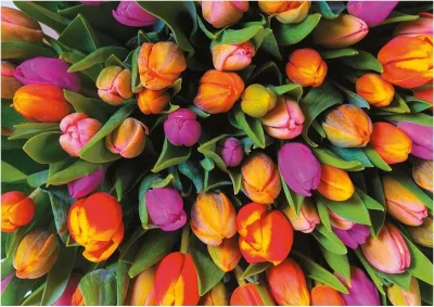 Puzzle Tulipány 1000 dílků