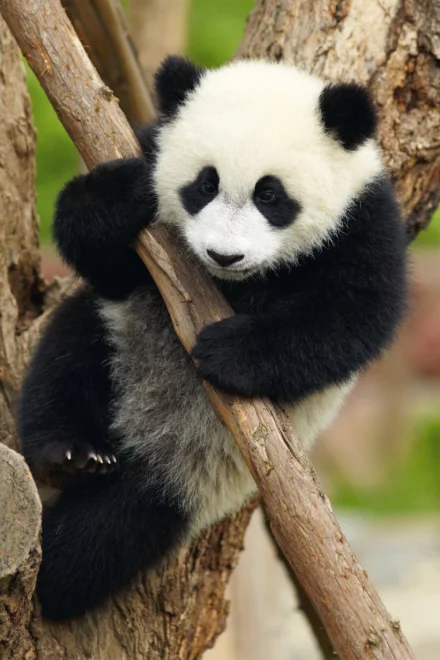 DINO Puzzle Zvířátka - Panda 54 dílků