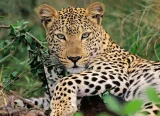 puzzle-leopard-xxl-100-dilku-185702.jpg