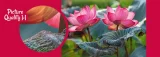 Cherry Pazzi Puzzle Růžové květy lotosu 500 dílků