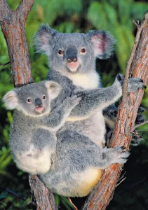 Puzzle Koaly na stromě 500 dílků