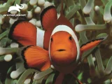 Puzzle s 3D efektem Prime 3D 63 dílků Animal Planet: Klaun očkatý
