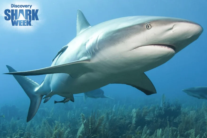 Puzzle s 3D efektem Prime 3D 150 dílků Discovery: Shark Week (Žraločí týden)