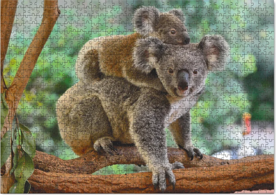 puzzle-koala-s-mladetem-1000-dilku-215468.jpg