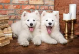 CASTORLAND Puzzle Štěňata samojeda 1000 dílků