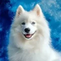 Diamantové malování Norimpex 40x30 cm Samojed v modré noci