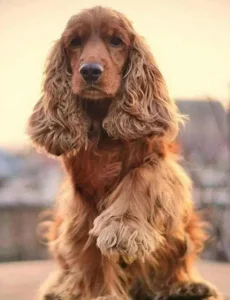 Diamantové malování Norimpex 40x30 cm Kokršpanělův pozdrav