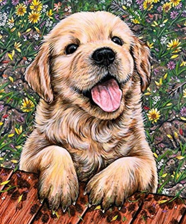 Diamantové malování štěně labradora 30 × 40 cm