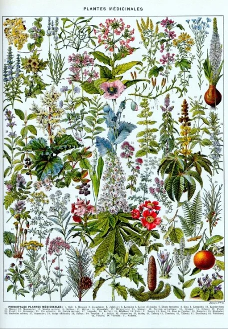 Puzzle Grafika 1000 dílků Ilustrace z encyklopedie Larousse: Léčivé rostliny