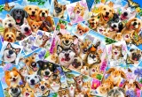 Puzzle Bluebird 300 dílků Koláž selfie domácích mazlíčků