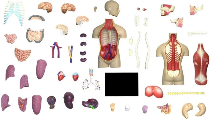 Anatomický 4D model 4D MASTER  Lidské tělo 1:2.5 DELUXE 38 cm