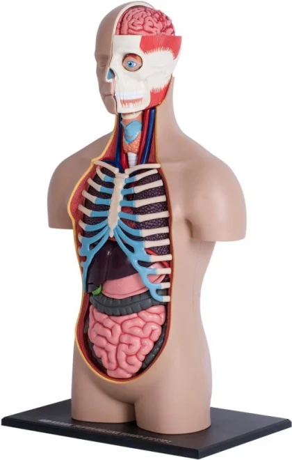 Anatomický 4D model 4D MASTER  Lidské tělo 1:2.5 DELUXE 38 cm