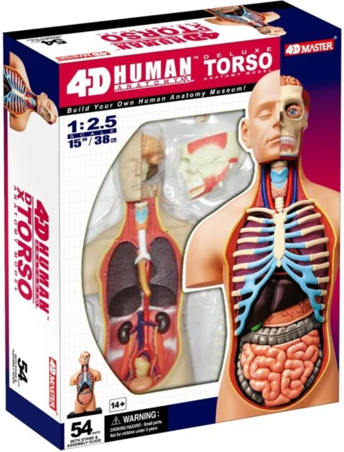 Anatomický 4D model 4D MASTER  Lidské tělo 1:2.5 DELUXE 38 cm