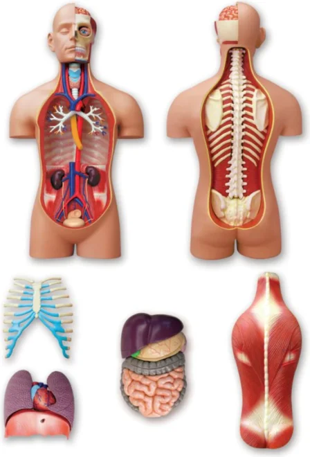 Anatomický 4D model 4D MASTER  Lidské tělo 1:2.5 DELUXE 38 cm