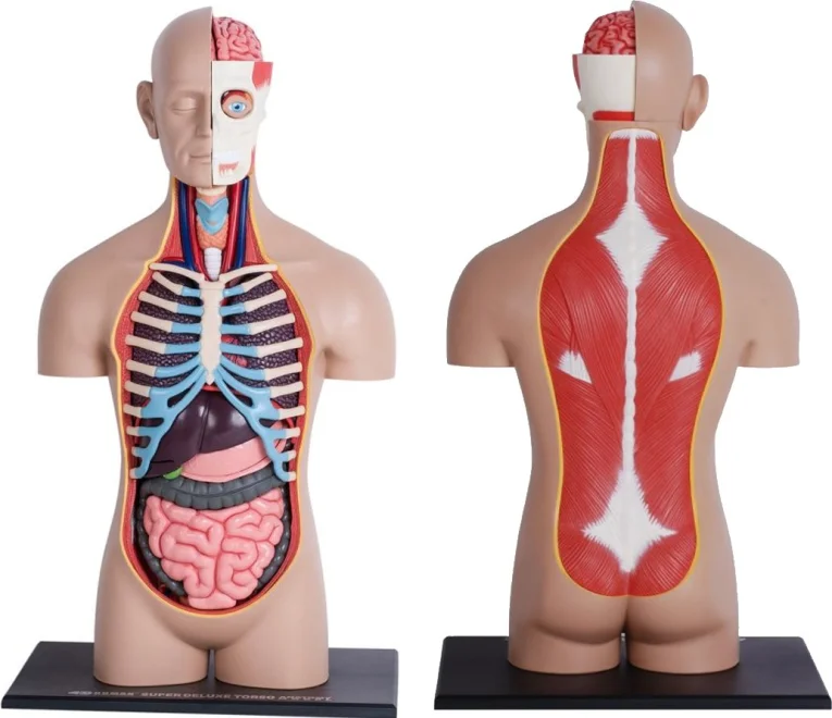 Anatomický 4D model 4D MASTER  Lidské tělo 1:2.5 DELUXE 38 cm