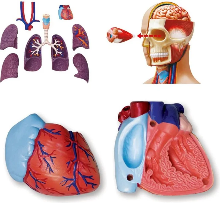 Anatomický 4D model 4D MASTER  Lidské tělo 1:2.5 DELUXE 38 cm