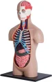 Anatomický 4D model 4D MASTER  Lidské tělo 1:2.5 DELUXE 38 cm