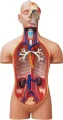 Anatomický 4D model 4D MASTER  Lidské tělo 1:2.5 DELUXE 38 cm