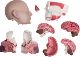 Anatomický 4D model 4D MASTER  Lidské tělo 1:2.5 DELUXE 38 cm