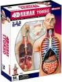 Anatomický 4D model 4D MASTER  Lidské tělo 1:2.5 DELUXE 38 cm
