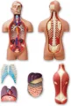 Anatomický 4D model 4D MASTER  Lidské tělo 1:2.5 DELUXE 38 cm