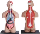 Anatomický 4D model 4D MASTER  Lidské tělo 1:2.5 DELUXE 38 cm