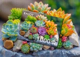 Puzzle Enjoy 1000 dílků Sukulenty