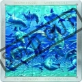 PIATNIK Magna 3D puzzle: Delfíni 64 dílků