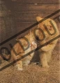 CLEMENTONI Korkové puzzle Zrzavé kočky 500 dílků