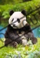 CASTORLAND Panda